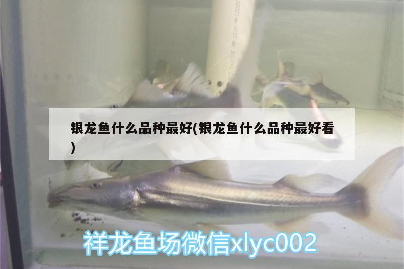 銀龍魚什么品種最好(銀龍魚什么品種最好看)