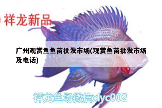 廣州觀賞魚魚苗批發(fā)市場(chǎng)(觀賞魚苗批發(fā)市場(chǎng)及電話)