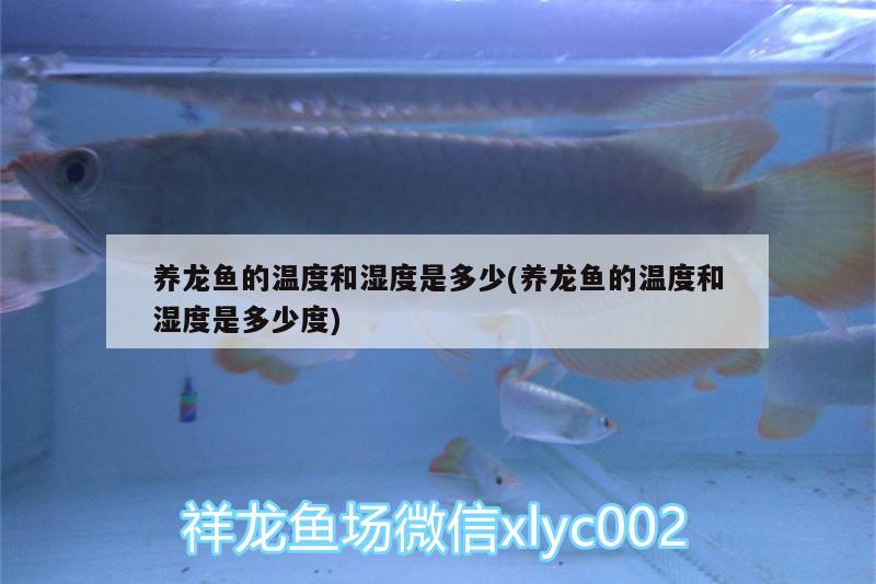 養(yǎng)龍魚的溫度和濕度是多少(養(yǎng)龍魚的溫度和濕度是多少度)