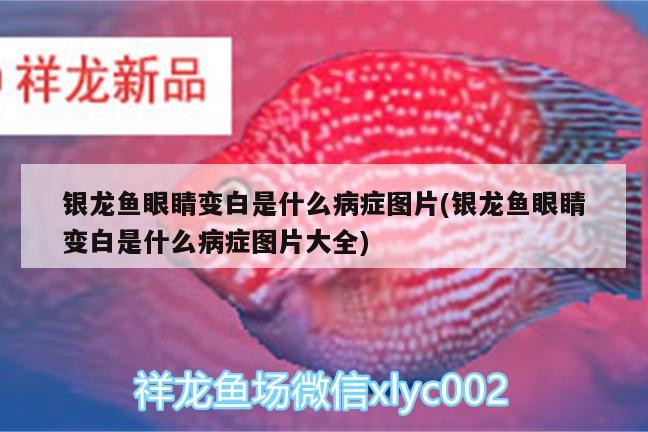 銀龍魚眼睛變白是什么病癥圖片(銀龍魚眼睛變白是什么病癥圖片大全)