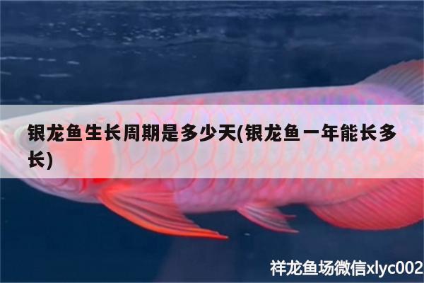 銀龍魚生長周期是多少天(銀龍魚一年能長多長) 銀龍魚百科