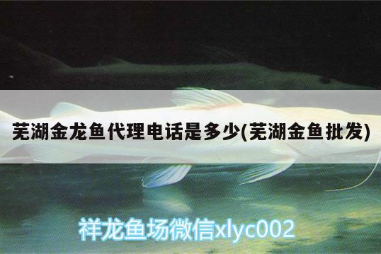 蕪湖金龍魚(yú)代理電話是多少(蕪湖金魚(yú)批發(fā))