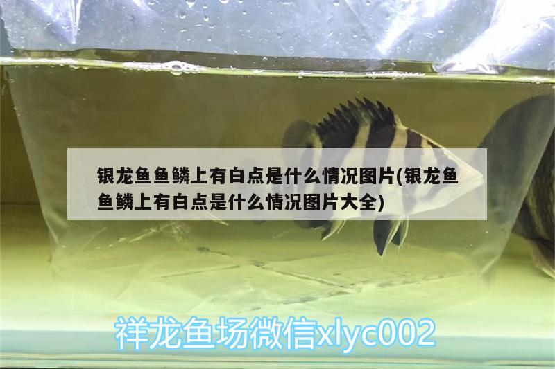 銀龍魚魚鱗上有白點(diǎn)是什么情況圖片(銀龍魚魚鱗上有白點(diǎn)是什么情況圖片大全) 銀龍魚百科