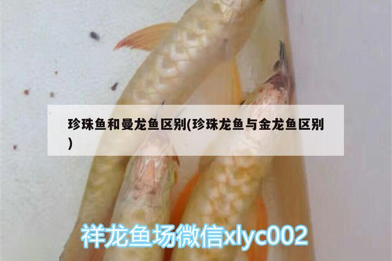 珍珠魚和曼龍魚區(qū)別(珍珠龍魚與金龍魚區(qū)別) 朱巴利魚苗 第2張