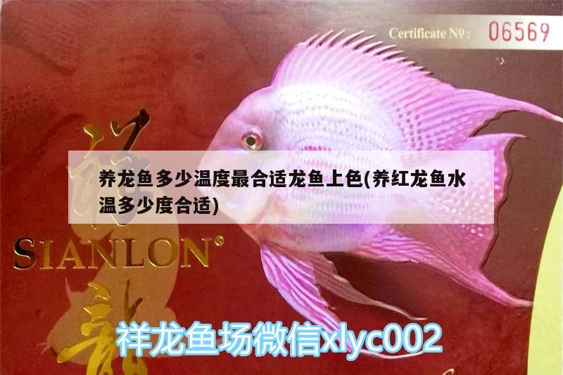 養(yǎng)龍魚多少溫度最合適龍魚上色(養(yǎng)紅龍魚水溫多少度合適) 飛鳳魚