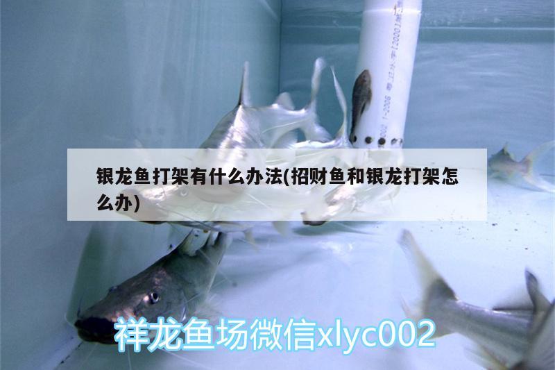 銀龍魚打架有什么辦法(招財(cái)魚和銀龍打架怎么辦)