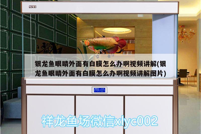 銀龍魚眼睛外面有白膜怎么辦啊視頻講解(銀龍魚眼睛外面有白膜怎么辦啊視頻講解圖片)