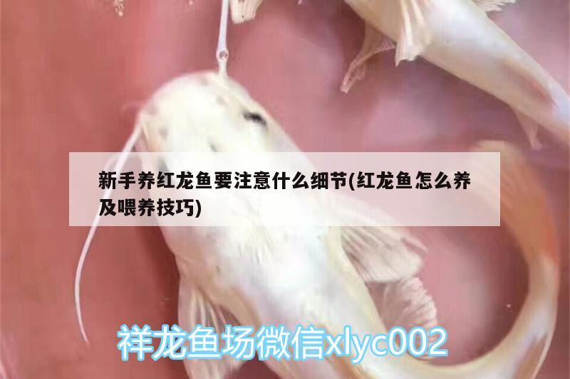 新手養(yǎng)紅龍魚要注意什么細(xì)節(jié)(紅龍魚怎么養(yǎng)及喂養(yǎng)技巧) 新加坡號(hào)半紅龍魚（練手級(jí)紅龍魚）