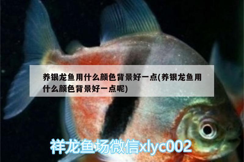 養(yǎng)銀龍魚用什么顏色背景好一點(養(yǎng)銀龍魚用什么顏色背景好一點呢) 銀龍魚百科