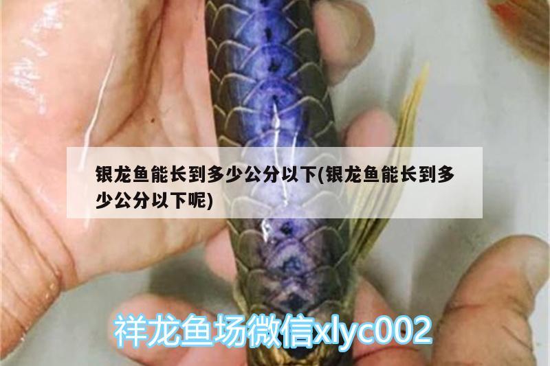 銀龍魚能長到多少公分以下(銀龍魚能長到多少公分以下呢) 銀龍魚