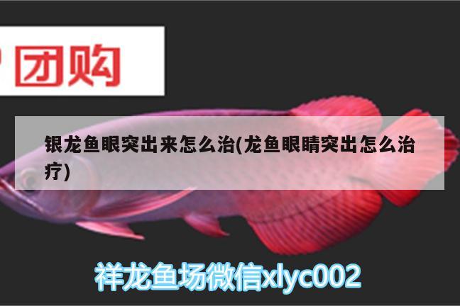 銀龍魚眼突出來(lái)怎么治(龍魚眼睛突出怎么治療)