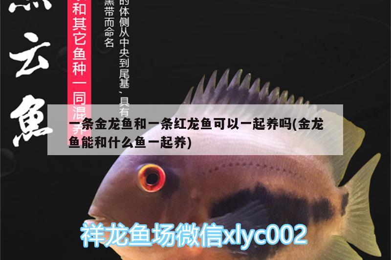 一條金龍魚和一條紅龍魚可以一起養(yǎng)嗎(金龍魚能和什么魚一起養(yǎng)) 皇冠黑白魟魚