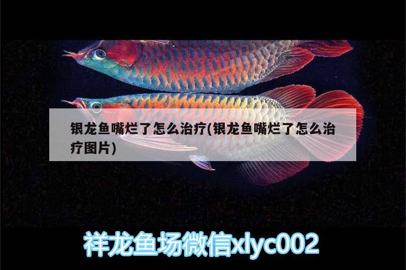 銀龍魚嘴爛了怎么治療(銀龍魚嘴爛了怎么治療圖片) 銀龍魚