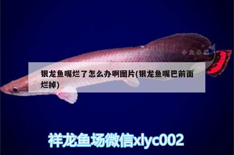 銀龍魚嘴爛了怎么辦啊圖片(銀龍魚嘴巴前面爛掉) 銀龍魚