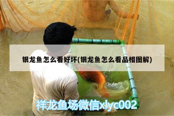 銀龍魚怎么看好壞(銀龍魚怎么看品相圖解) 銀龍魚百科