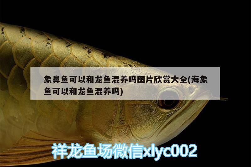 象鼻魚(yú)可以和龍魚(yú)混養(yǎng)嗎圖片欣賞大全(海象魚(yú)可以和龍魚(yú)混養(yǎng)嗎)