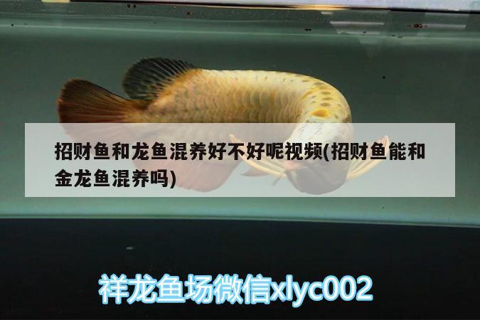 招財(cái)魚和龍魚混養(yǎng)好不好呢視頻(招財(cái)魚能和金龍魚混養(yǎng)嗎) 過背金龍魚