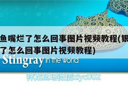 銀龍魚嘴爛了怎么回事圖片視頻教程(銀龍魚嘴爛了怎么回事圖片視頻教程) 銀龍魚百科