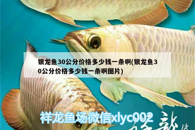 銀龍魚(yú)30公分價(jià)格多少錢(qián)一條啊(銀龍魚(yú)30公分價(jià)格多少錢(qián)一條啊圖片) 銀龍魚(yú)