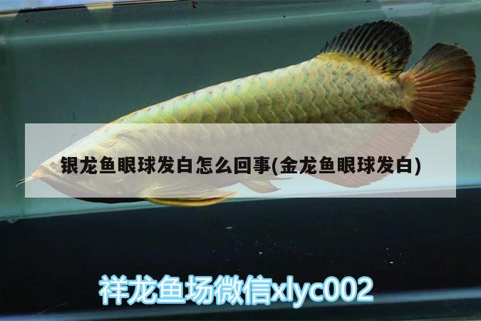 銀龍魚眼球發(fā)白怎么回事(金龍魚眼球發(fā)白) 銀龍魚百科