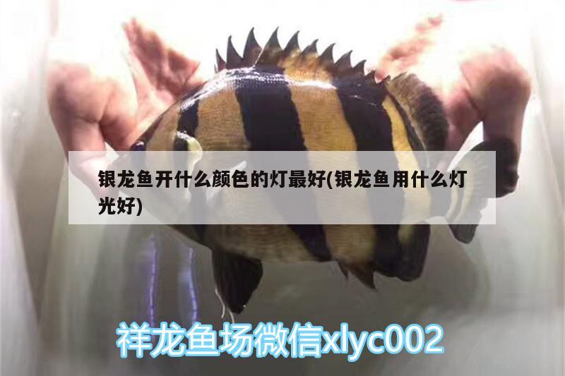 銀龍魚開什么顏色的燈最好(銀龍魚用什么燈光好) 銀龍魚