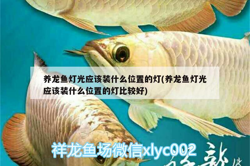 養(yǎng)龍魚燈光應(yīng)該裝什么位置的燈(養(yǎng)龍魚燈光應(yīng)該裝什么位置的燈比較好)