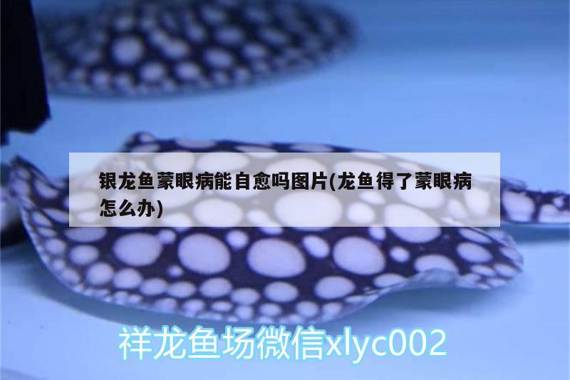 銀龍魚蒙眼病能自愈嗎圖片(龍魚得了蒙眼病怎么辦)