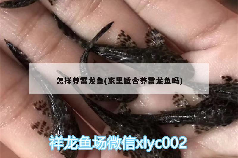 怎樣養(yǎng)雷龍魚(家里適合養(yǎng)雷龍魚嗎) 元寶鯽