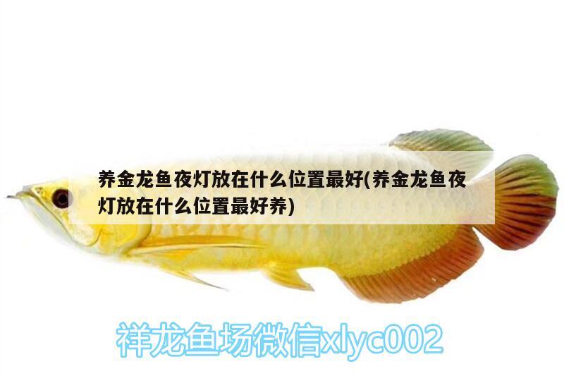 養(yǎng)金龍魚夜燈放在什么位置最好(養(yǎng)金龍魚夜燈放在什么位置最好養(yǎng)) 觀賞魚魚苗