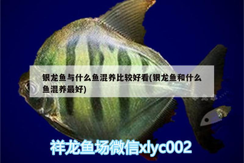 銀龍魚與什么魚混養(yǎng)比較好看(銀龍魚和什么魚混養(yǎng)最好)