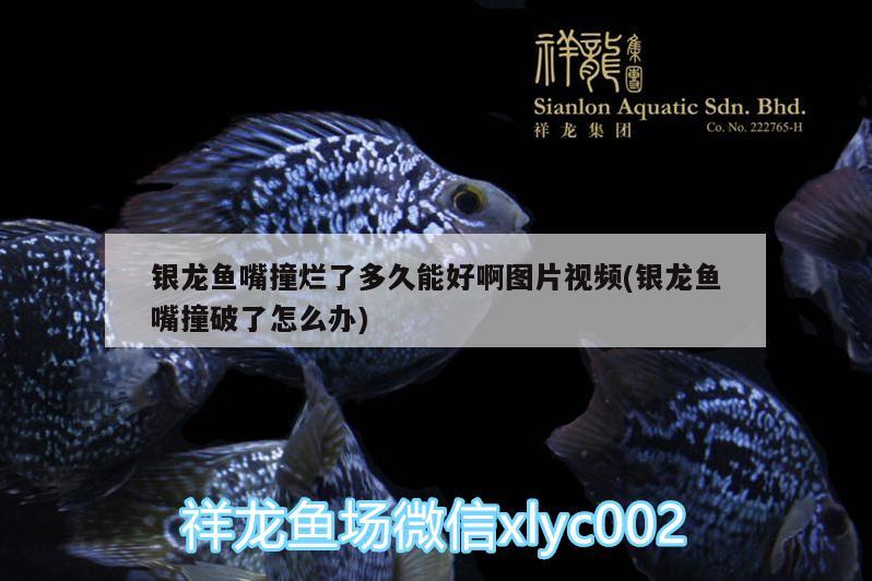 銀龍魚嘴撞爛了多久能好啊圖片視頻(銀龍魚嘴撞破了怎么辦)