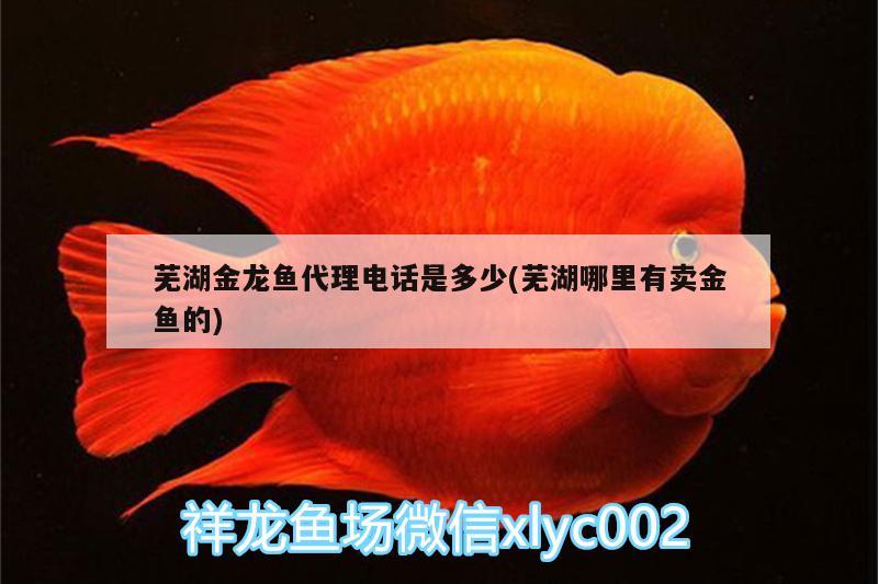 蕪湖金龍魚代理電話是多少(蕪湖哪里有賣金魚的)