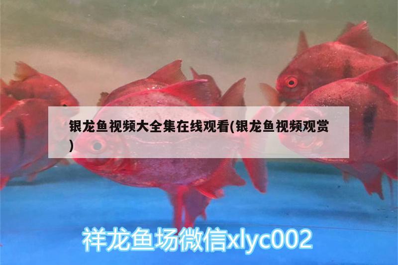 銀龍魚視頻大全集在線觀看(銀龍魚視頻觀賞) 銀龍魚百科