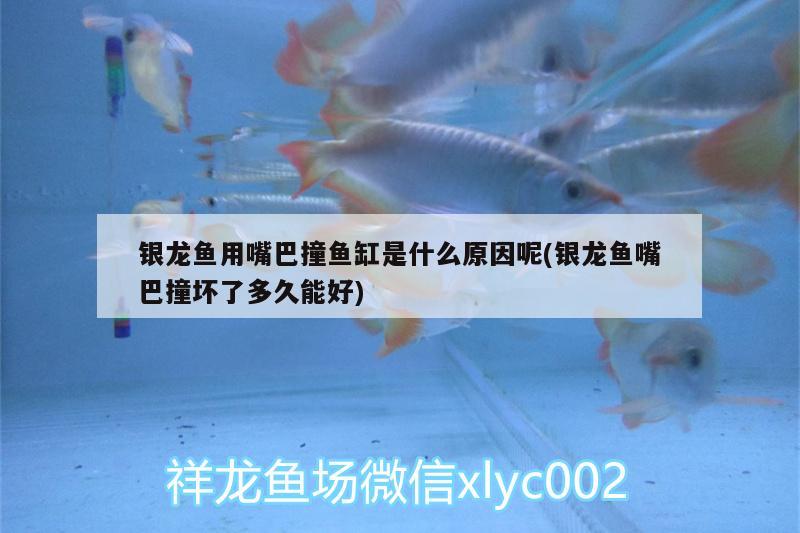 銀龍魚用嘴巴撞魚缸是什么原因呢(銀龍魚嘴巴撞壞了多久能好) 銀龍魚百科