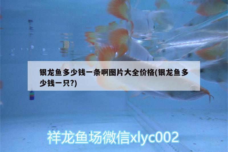 銀龍魚多少錢一條啊圖片大全價格(銀龍魚多少錢一只?) 銀龍魚百科