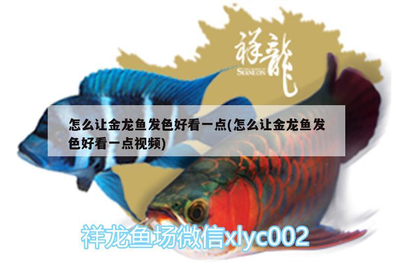 怎么讓金龍魚發(fā)色好看一點(diǎn)(怎么讓金龍魚發(fā)色好看一點(diǎn)視頻)