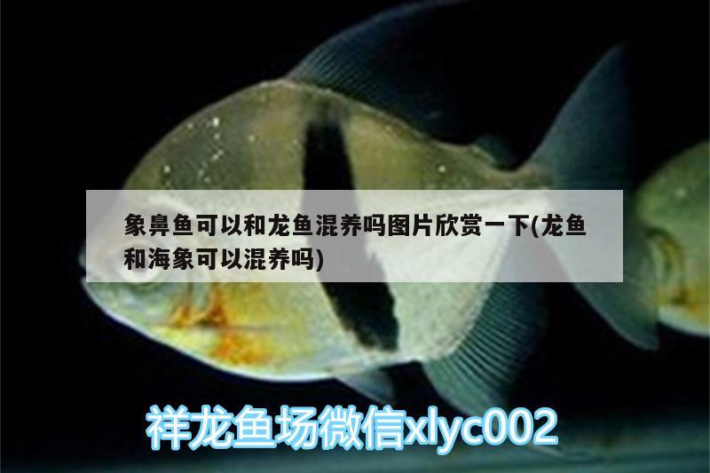 象鼻魚可以和龍魚混養(yǎng)嗎圖片欣賞一下(龍魚和海象可以混養(yǎng)嗎) 肺魚