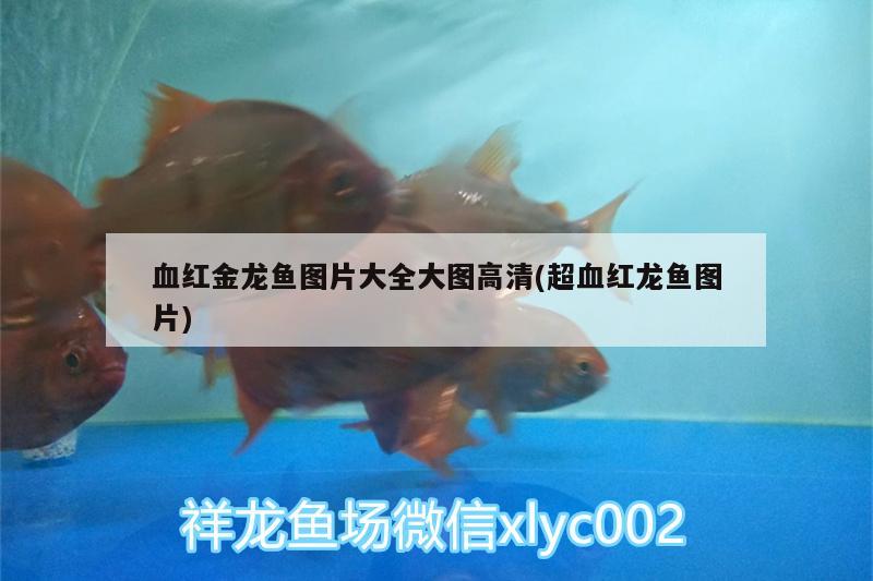 血紅金龍魚(yú)圖片大全大圖高清(超血紅龍魚(yú)圖片) 超血紅龍魚(yú)