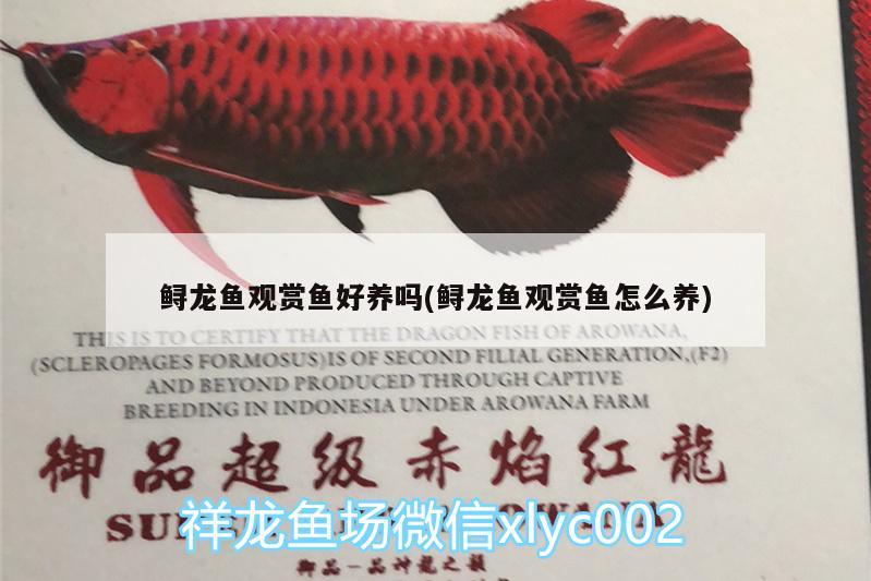 鱘龍魚觀賞魚好養(yǎng)嗎(鱘龍魚觀賞魚怎么養(yǎng))