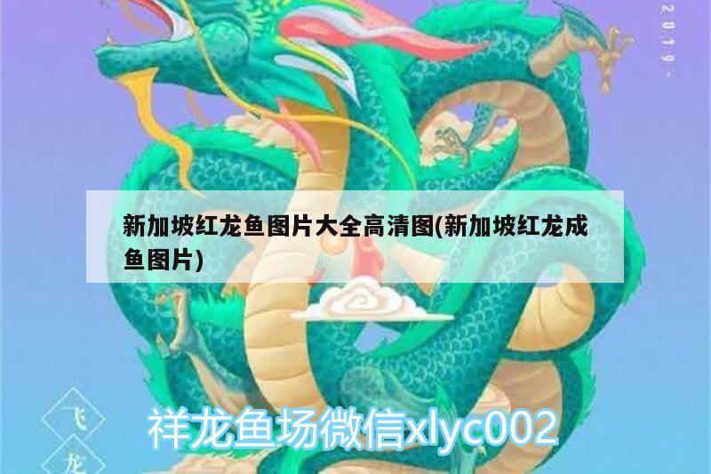 新加坡紅龍魚圖片大全高清圖(新加坡紅龍成魚圖片) 過背金龍魚