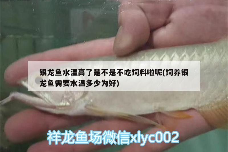 銀龍魚(yú)水溫高了是不是不吃飼料啦呢(飼養(yǎng)銀龍魚(yú)需要水溫多少為好)