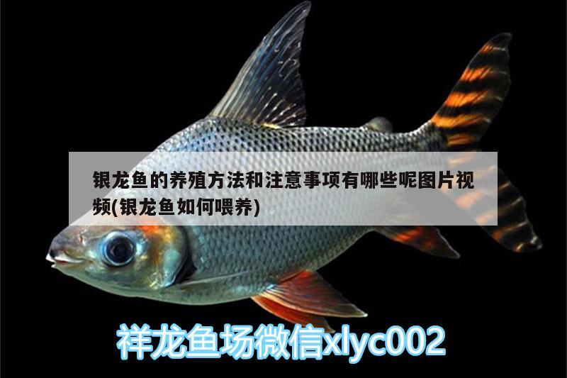 銀龍魚的養(yǎng)殖方法和注意事項有哪些呢圖片視頻(銀龍魚如何喂養(yǎng)) 銀龍魚百科