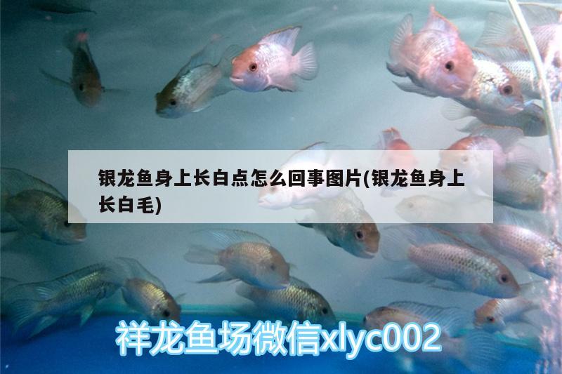 銀龍魚身上長(zhǎng)白點(diǎn)怎么回事圖片(銀龍魚身上長(zhǎng)白毛)