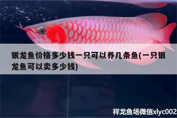 銀龍魚價(jià)格多少錢一只可以養(yǎng)幾條魚(一只銀龍魚可以賣多少錢) 銀龍魚