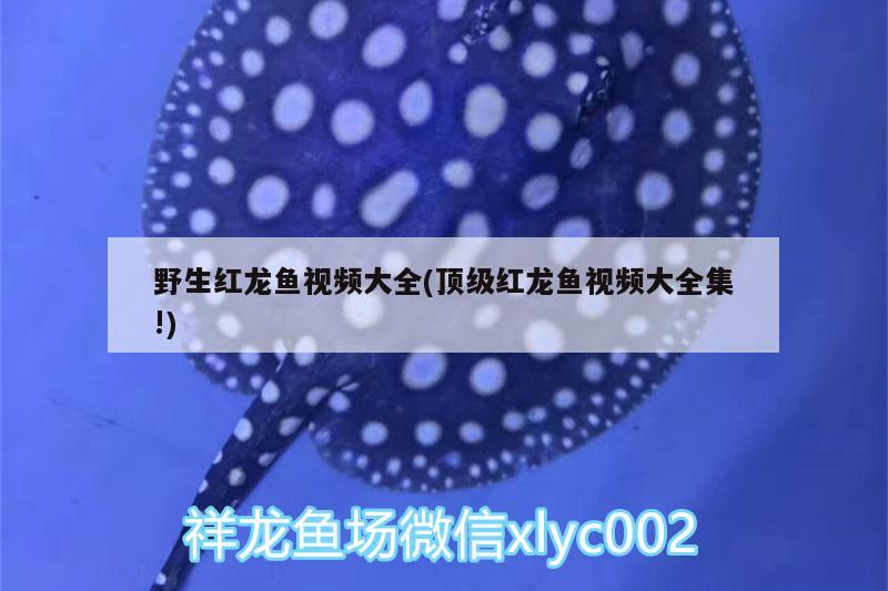 野生紅龍魚(yú)視頻大全(頂級(jí)紅龍魚(yú)視頻大全集!) 觀賞魚(yú)企業(yè)目錄