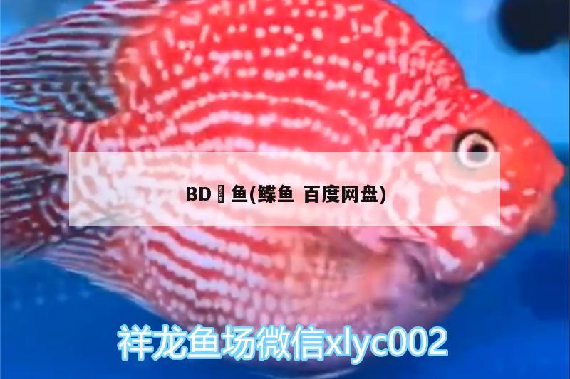 BD魟魚(鰈魚百度網(wǎng)盤) BD魟魚