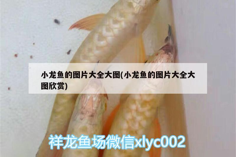 小龍魚的圖片大全大圖(小龍魚的圖片大全大圖欣賞) 超血紅龍魚 第2張