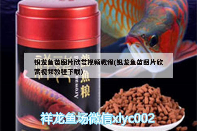 銀龍魚苗圖片欣賞視頻教程(銀龍魚苗圖片欣賞視頻教程下載) 銀龍魚