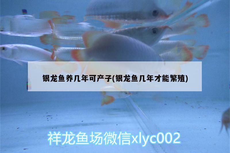 銀龍魚養(yǎng)幾年可產(chǎn)子(銀龍魚幾年才能繁殖)