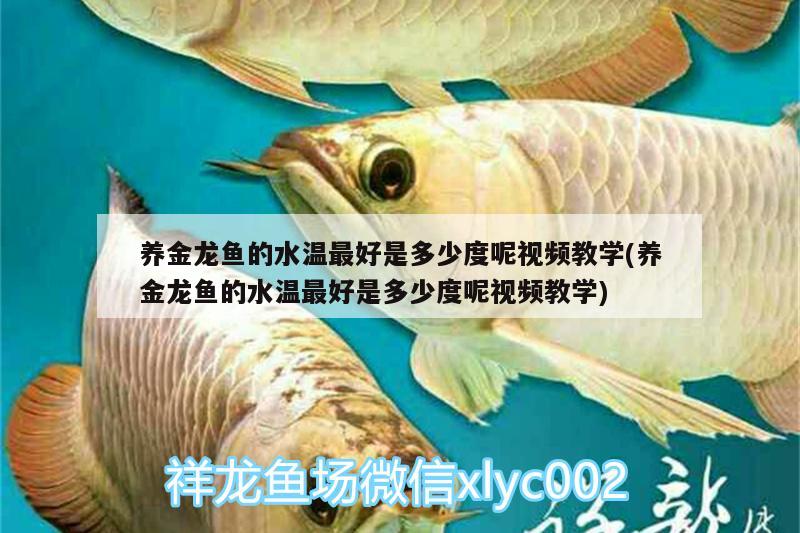 養(yǎng)金龍魚的水溫最好是多少度呢視頻教學(養(yǎng)金龍魚的水溫最好是多少度呢視頻教學)